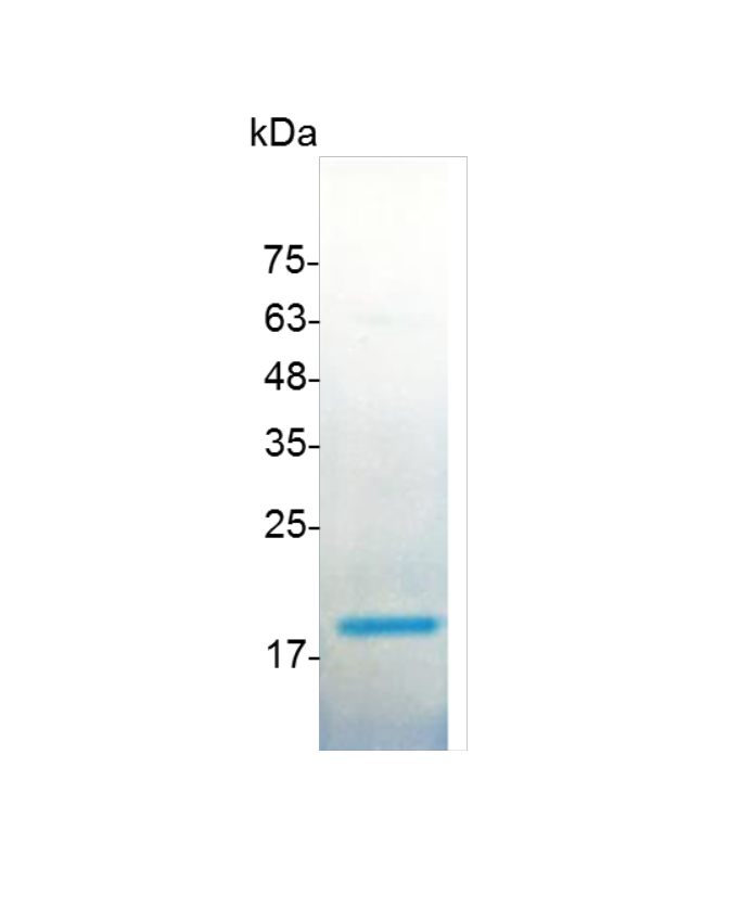 Bmp B Bone Morphogenetic Protein B Human Taiwantrade