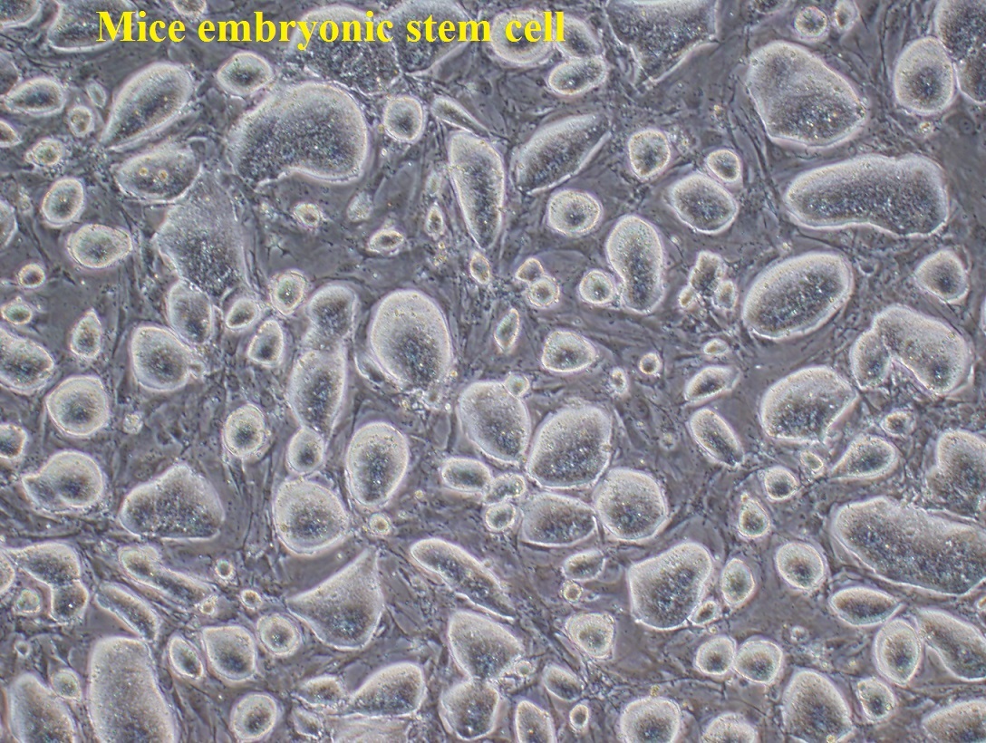 Mice embryonic stem cell Mice embryonic stem cell