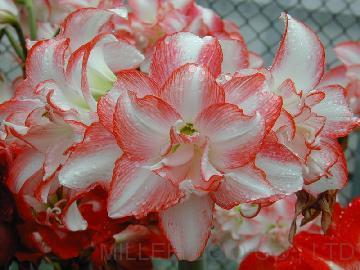 Pink Pearl (Hippeastrum hybridum Hort, Amaryllis)