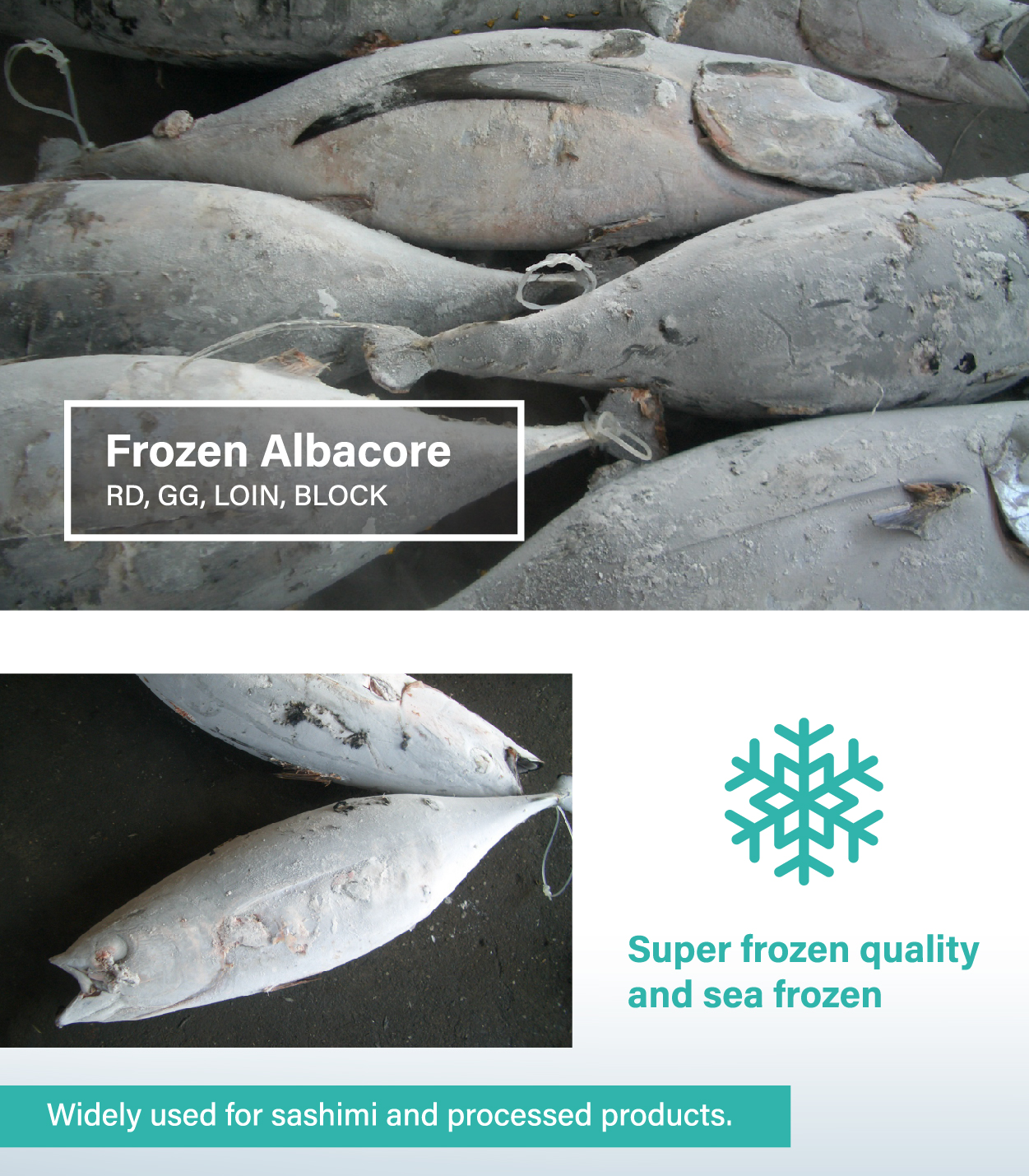Frozen Albacore Tuna GG, WR, DWT, Wholesale
