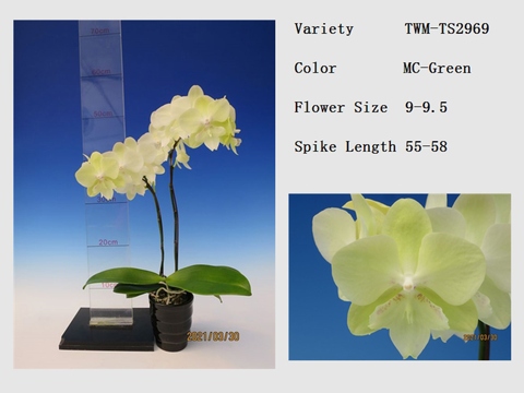 P. Tying Shin supplier of premium quality and vibrant blooms