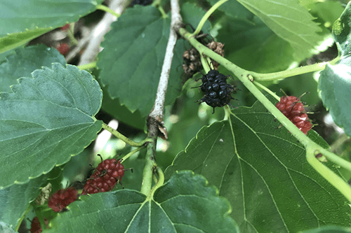 Island Mulberry