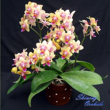 BIN FreeShip FLASK  FRAGRANT Phal JohnEwing x LD BearQueen Phalaenopsis  Orchid