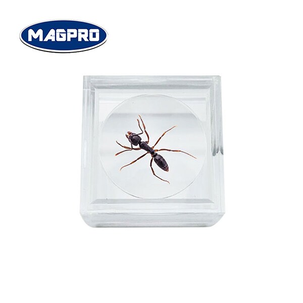 Magpro Cubic Bug Viewer Crystal Clear With Magnifying Lid for Kids ...