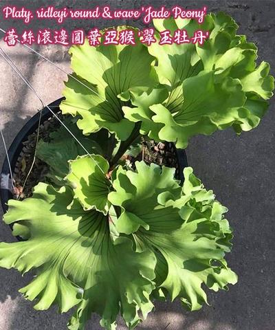 Platy Ridleyi Round Wave Jade Peony Taiwantrade Com