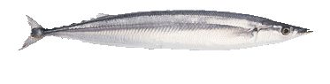 サンマ 秋刀魚 Taiwantrade Com