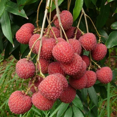 Litchi