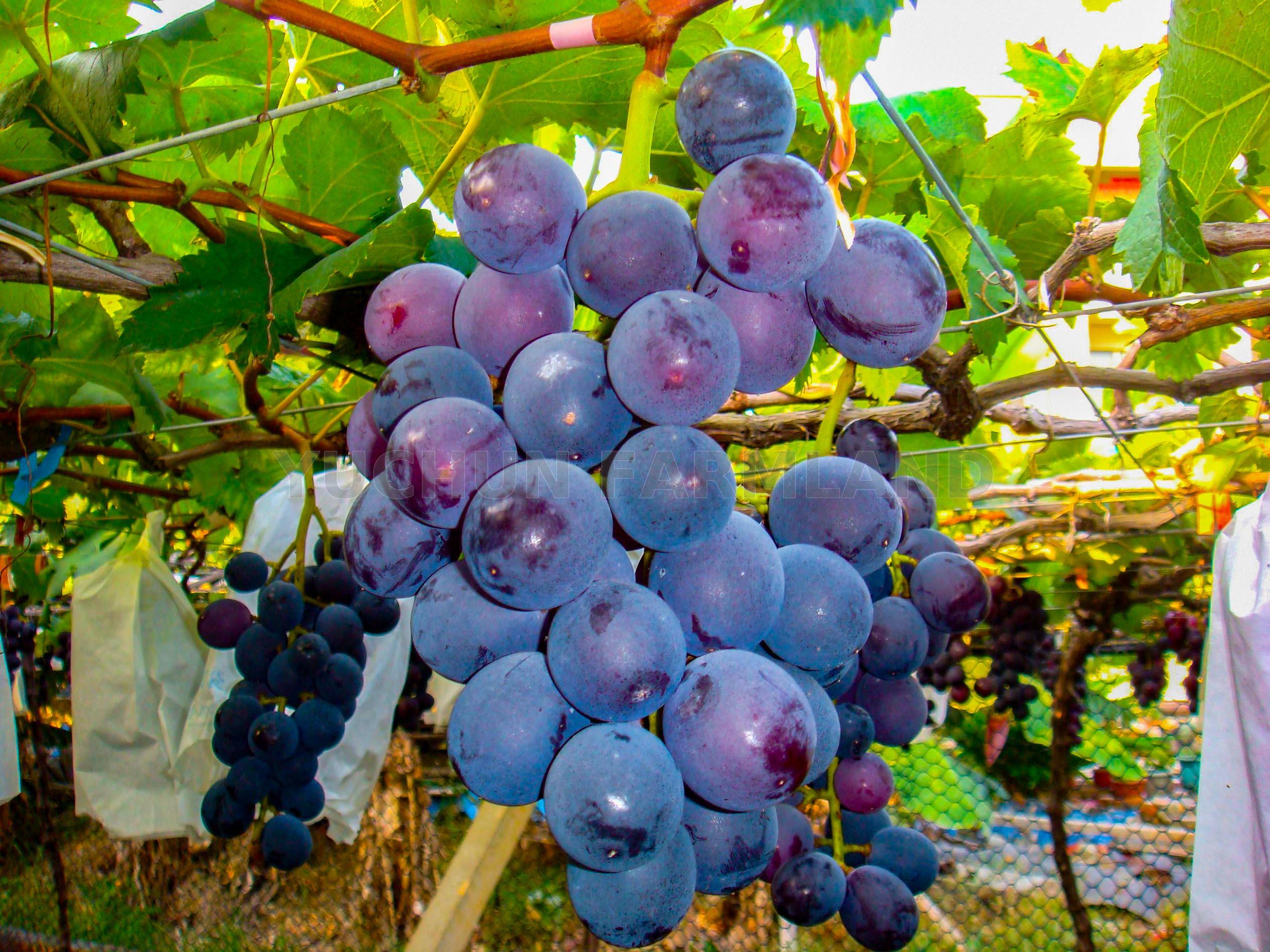 Kyoho Grapes | Taiwantrade.com