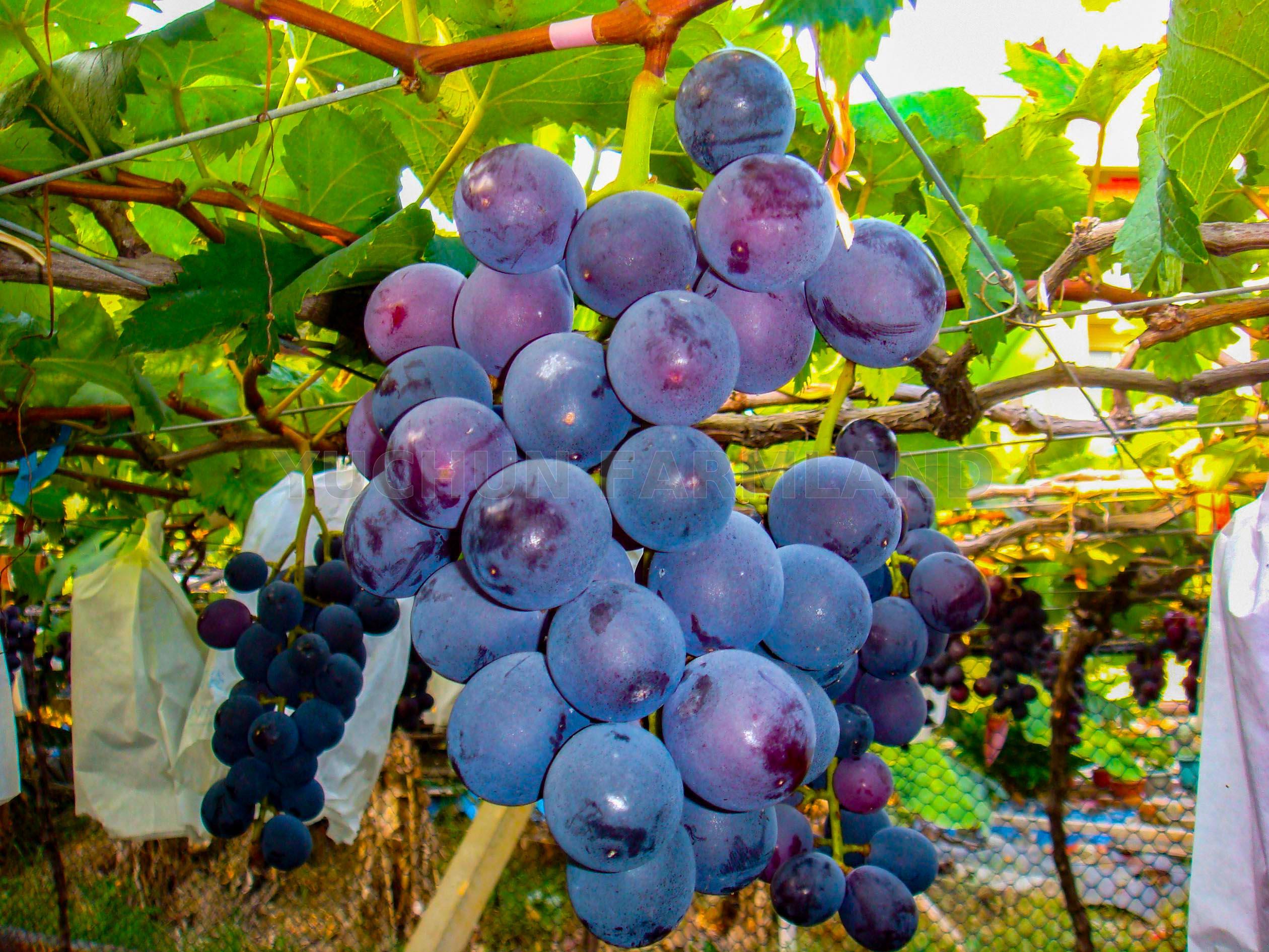 Kyoho Grapes