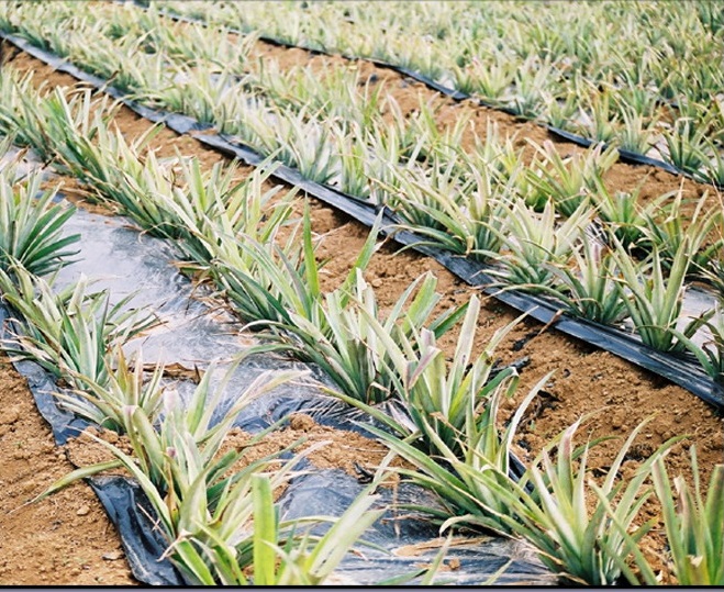Pineapple Black Mulch Film for weed control & soil protection CJ200