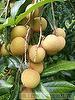 Longan, Longan Fruit, ‎..