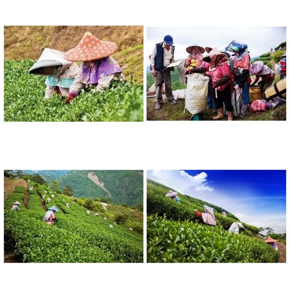 Taiwan Premium Oolong, Da-yu-ling Green Tea Leaves with Organic Pyramid bags, best gift for New Year 2019