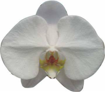 Phalaenopsis Orchid Ch26 P Sogo Yukidian V3 Taiwantrade Com