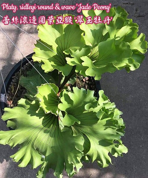 Platy. ridleyi round & wave 'Jade Peony'