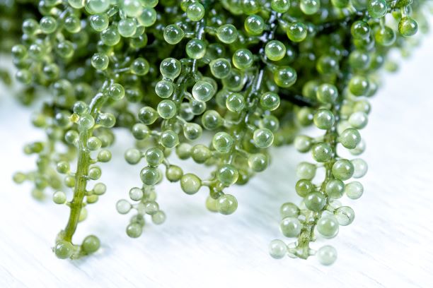 Sea Grape Super Food & Sea Grape Extract | Taiwantrade.com