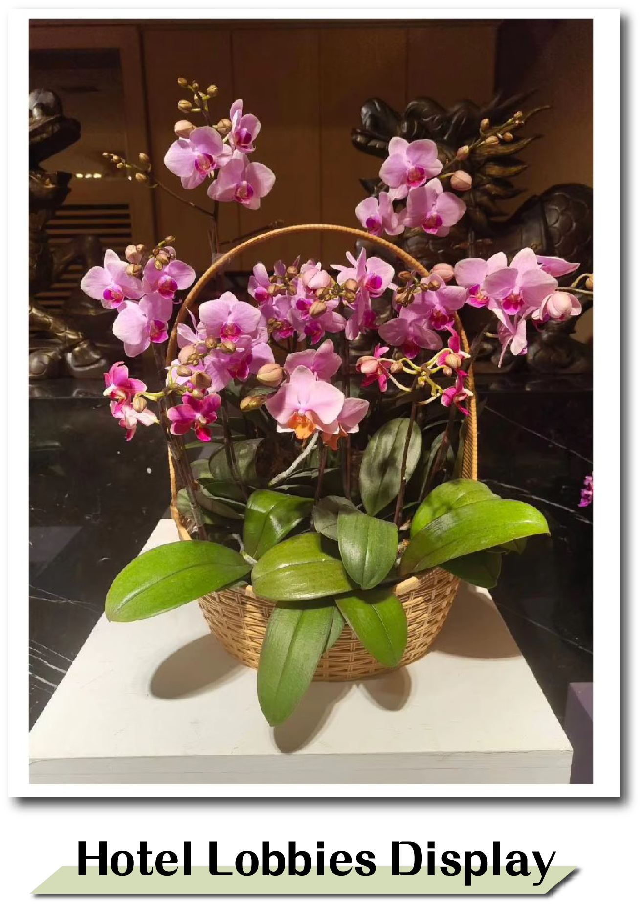 Plastic basket used for elegant orchid display in hotel lobby — lightweight, washable, and ideal for upscale floral decoration.