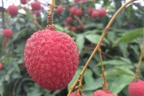 Litchi