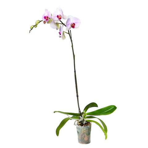 PVC Iron Wire for Orchid - Straight 