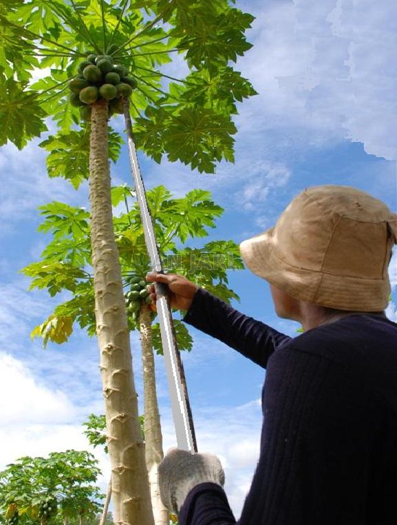 Basket papaya picker for holding up to pick papaya or other fruits on