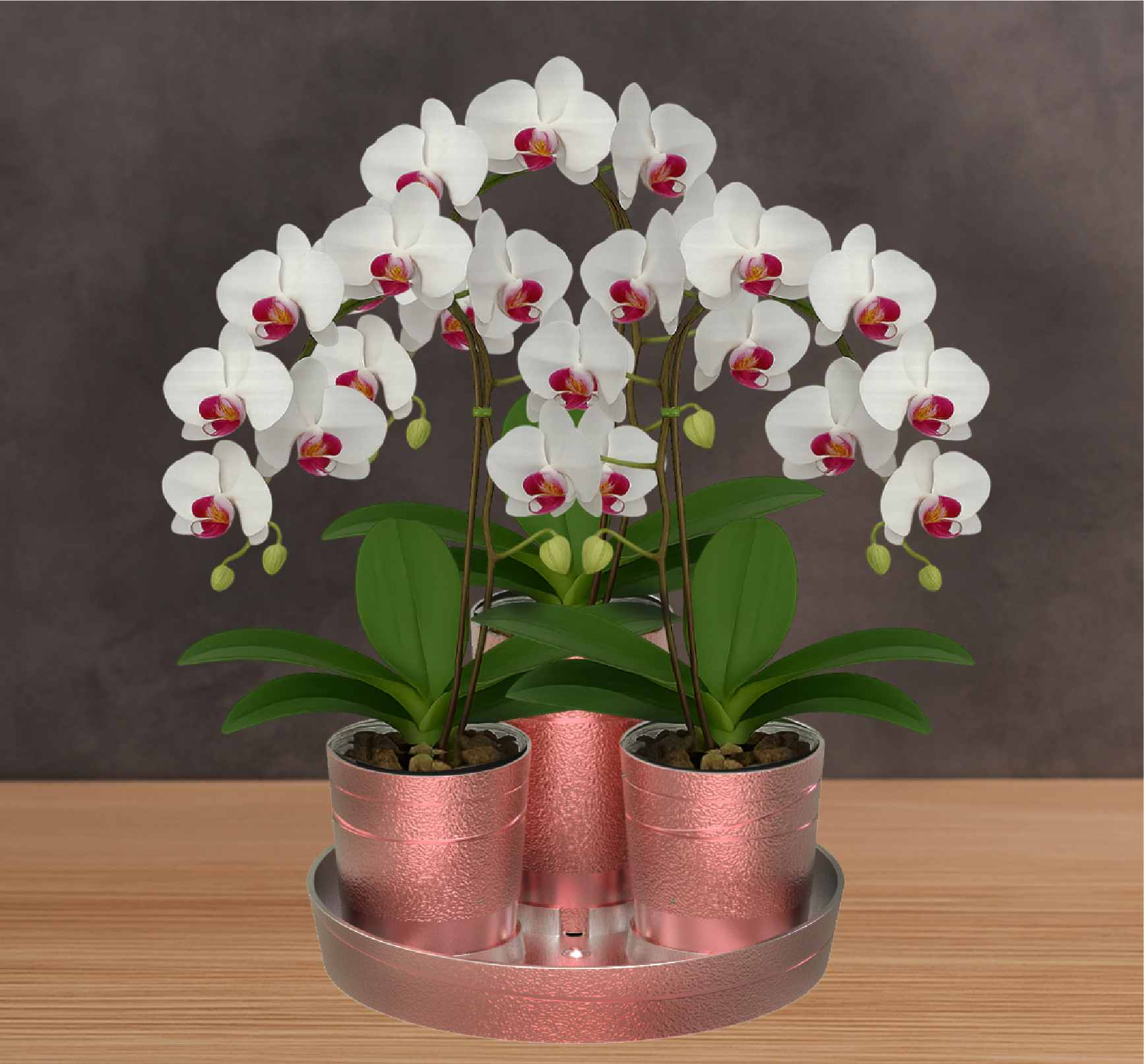 作品展示 02-主興塑膠工廠專利研發，3.5吋蘭花插花，五分鐘即完成蘭花組盆