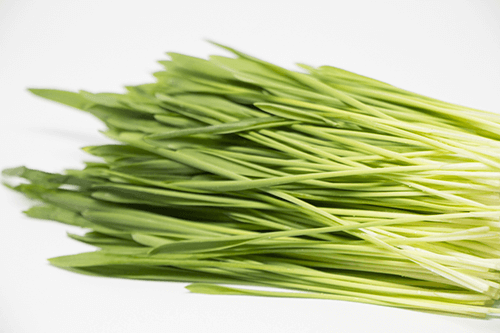 Young Barley Leaves