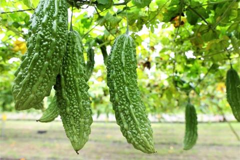 Wild Bitter Gourd / Kakorot | Taiwantrade.com