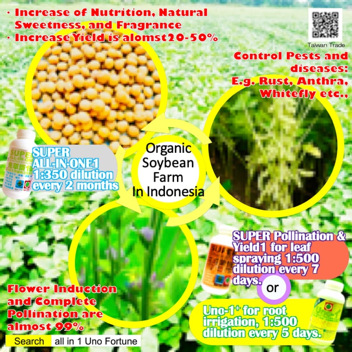 Organic Soybean Farm In Indonesia shows Uno Fortune's Product Effects