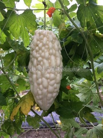 White Bitter Gourd Taiwantrade Com
