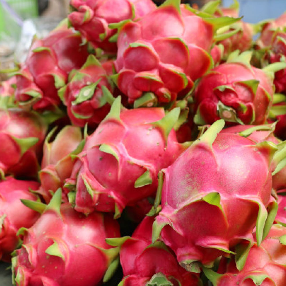 Dried Red Dragon fruit (Pittaya) | Taiwantrade.com