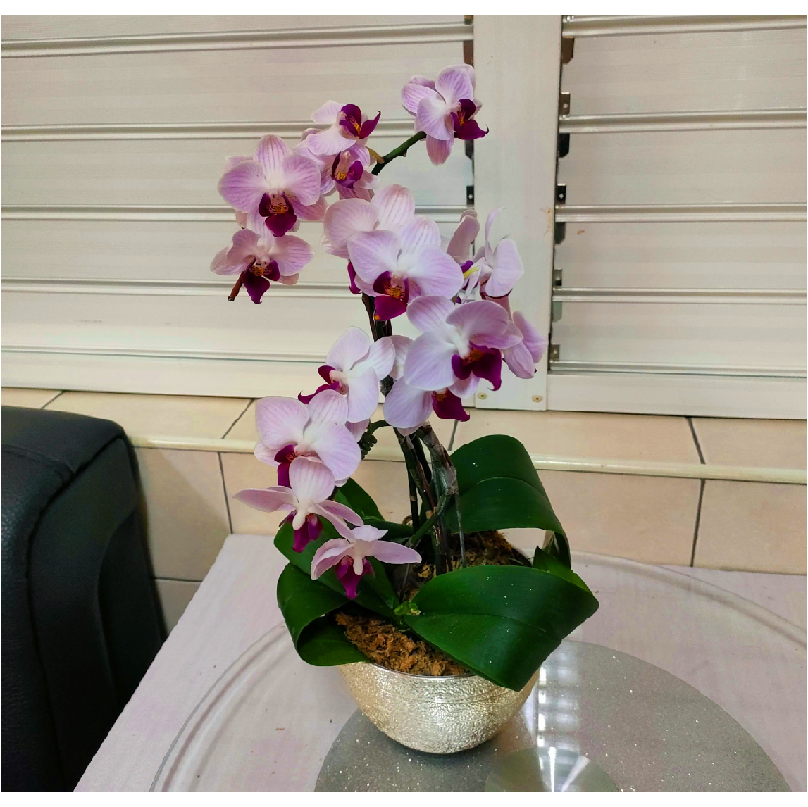 Dragon’s Blessing — orchid arrangement