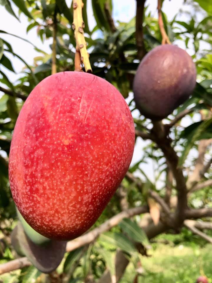 Irwin Mango (Apple Mango)