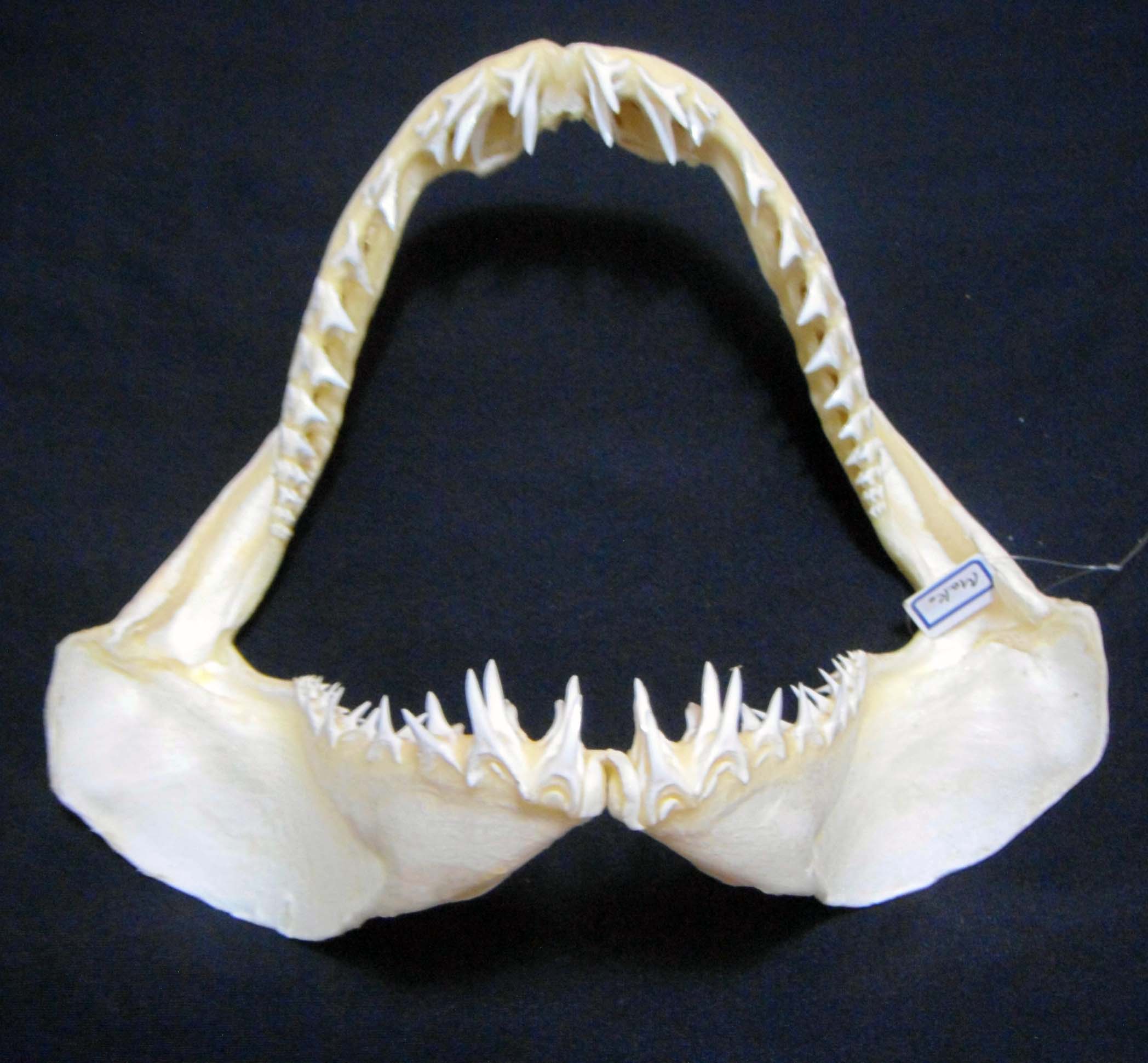 Shark Teeth Jaws Taxidermy | Taiwantrade.com