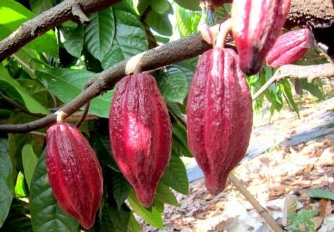 Cocoa Tree