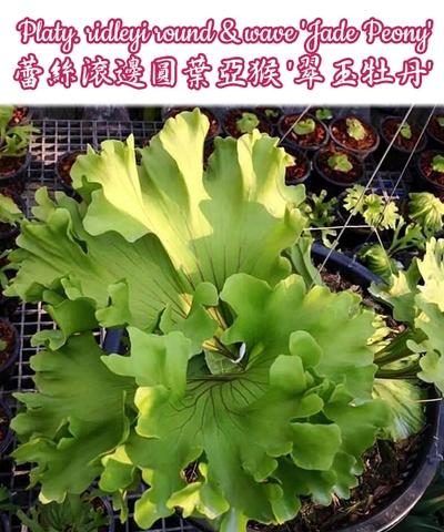 Platy Ridleyi Round Wave Jade Peony Taiwantrade Com