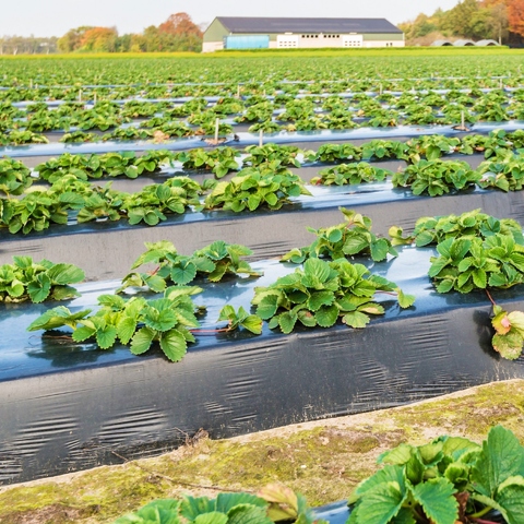 Biodegradable Mulch Film