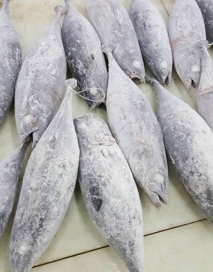 Frozen Albacore Tuna GG, WR, DWT, Wholesale