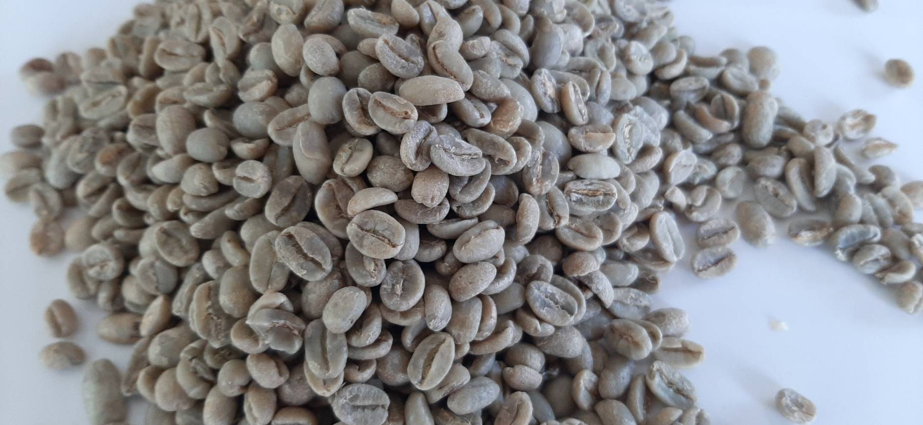 Raw Coffee Beans Taiwantrade