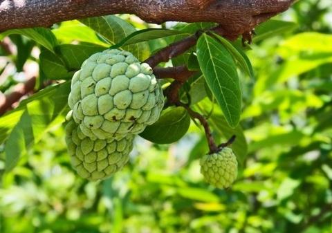 SugarApple