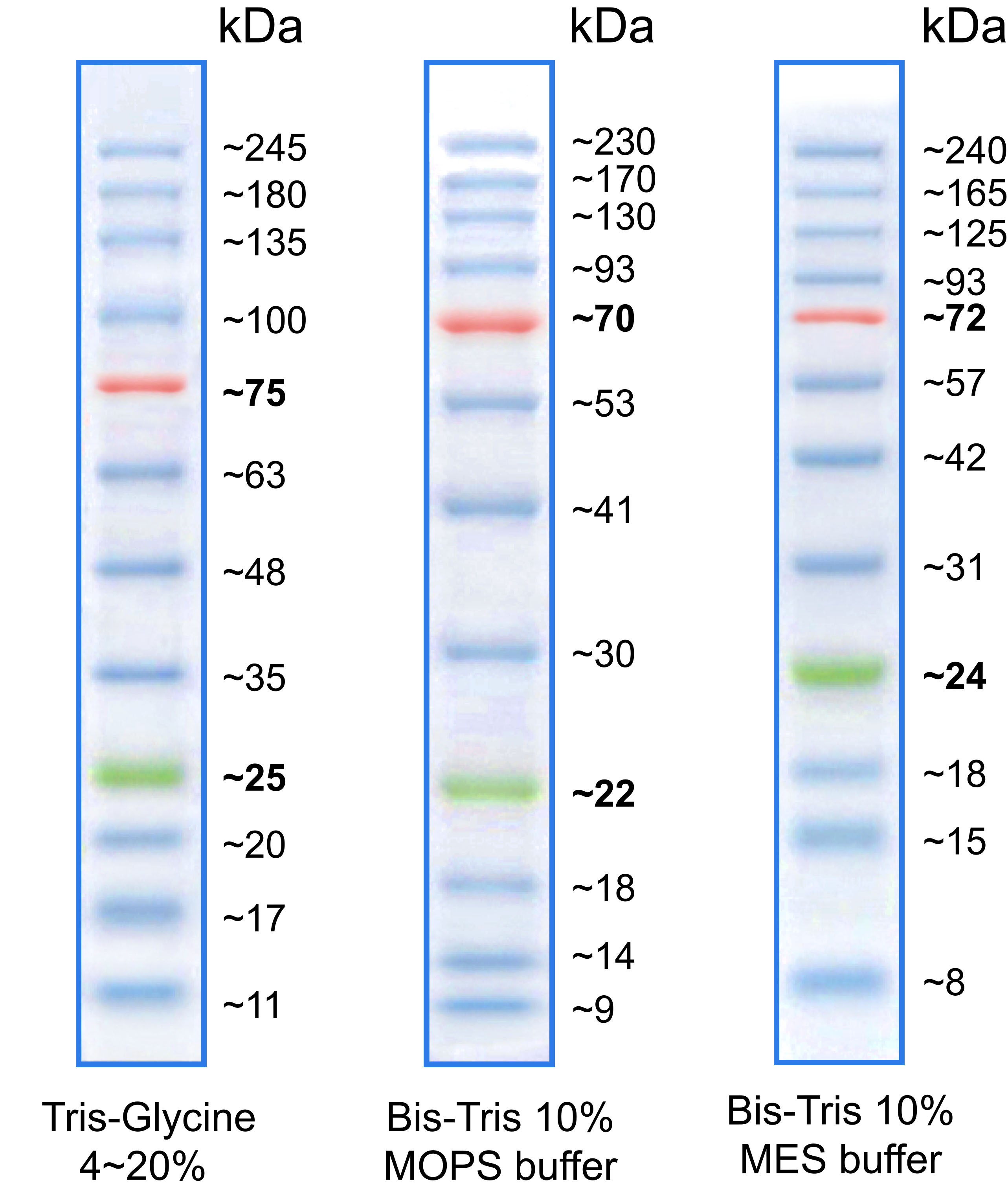 margic protein marker western blot ladder