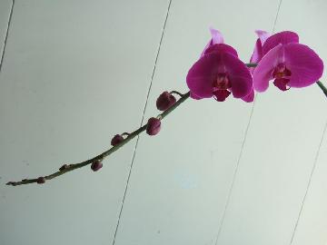 Phalaenopsis- Big Pink