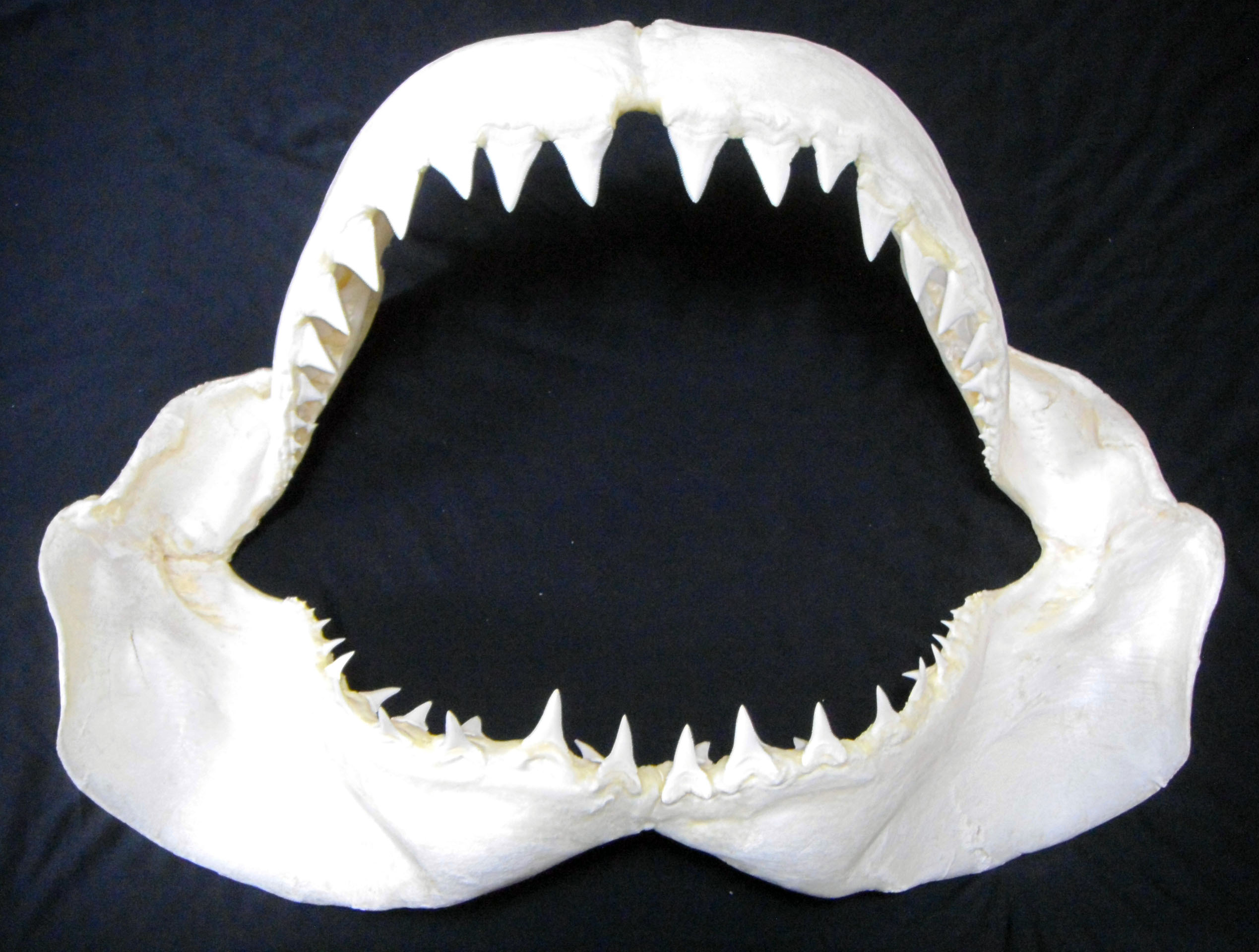 Great White Shark Teeth Jaws Taxidermy | Taiwantrade.com