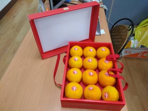 ponkan tangerine tree for sale