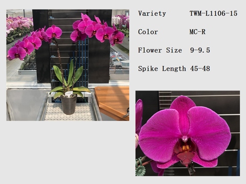 P. Lianher Blush Orchids with Premium Cold Chain Logistics