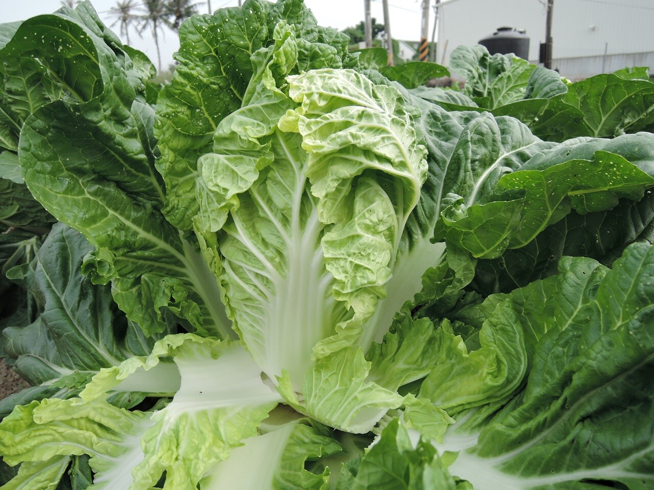 Chinese Cabbage Seeds No.150