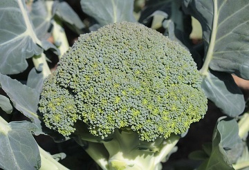 Broccoli Seeds