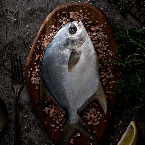 Snubnose pompano