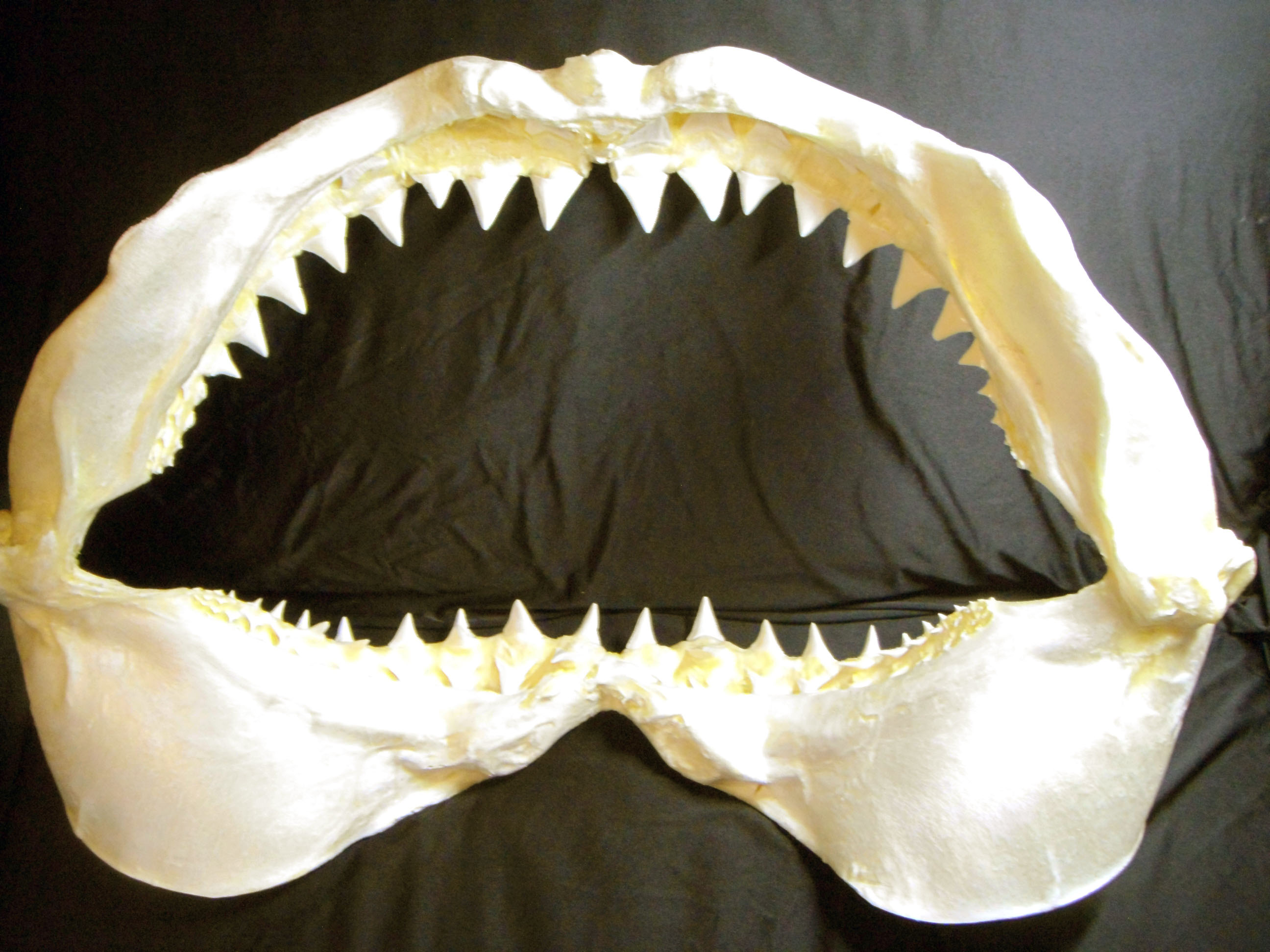 Great White Shark Teeth Jaws Taxidermy | Taiwantrade.com