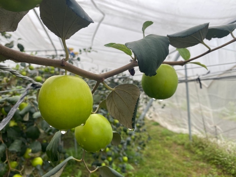 Kaohsiung No.12 Green Jujube Fruit