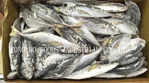 frozen horse mackerel