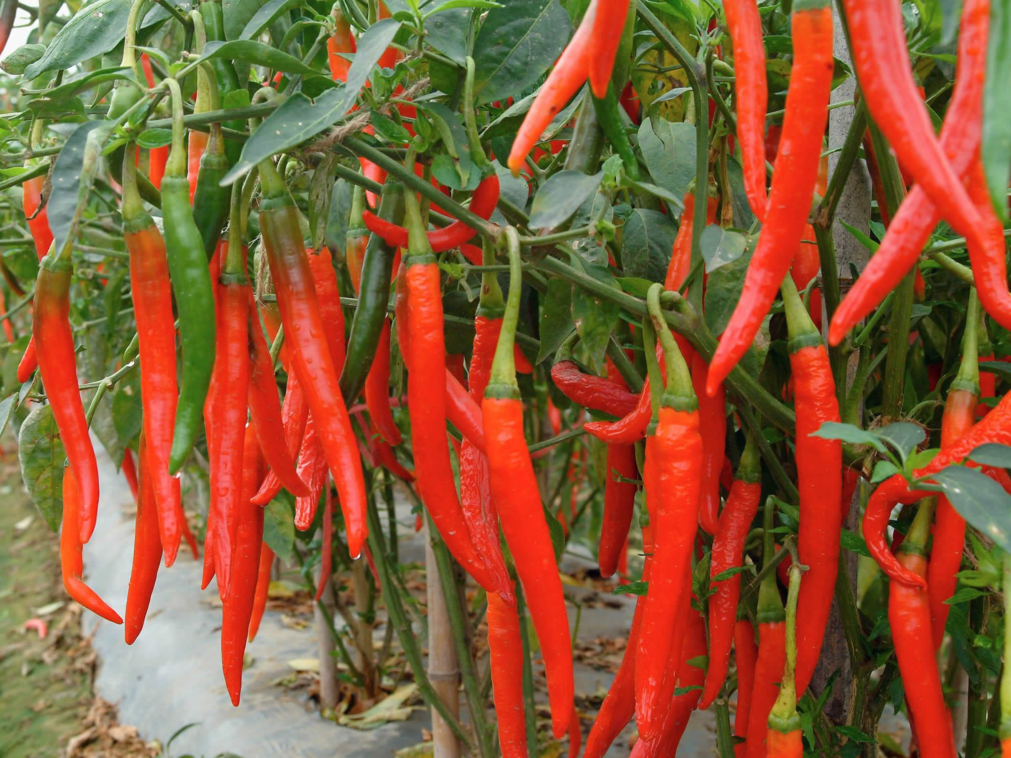 taiwantrade |首页-采购优质台湾的产品,供应商,制造商和出口商